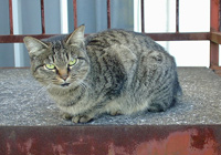 photo of cat